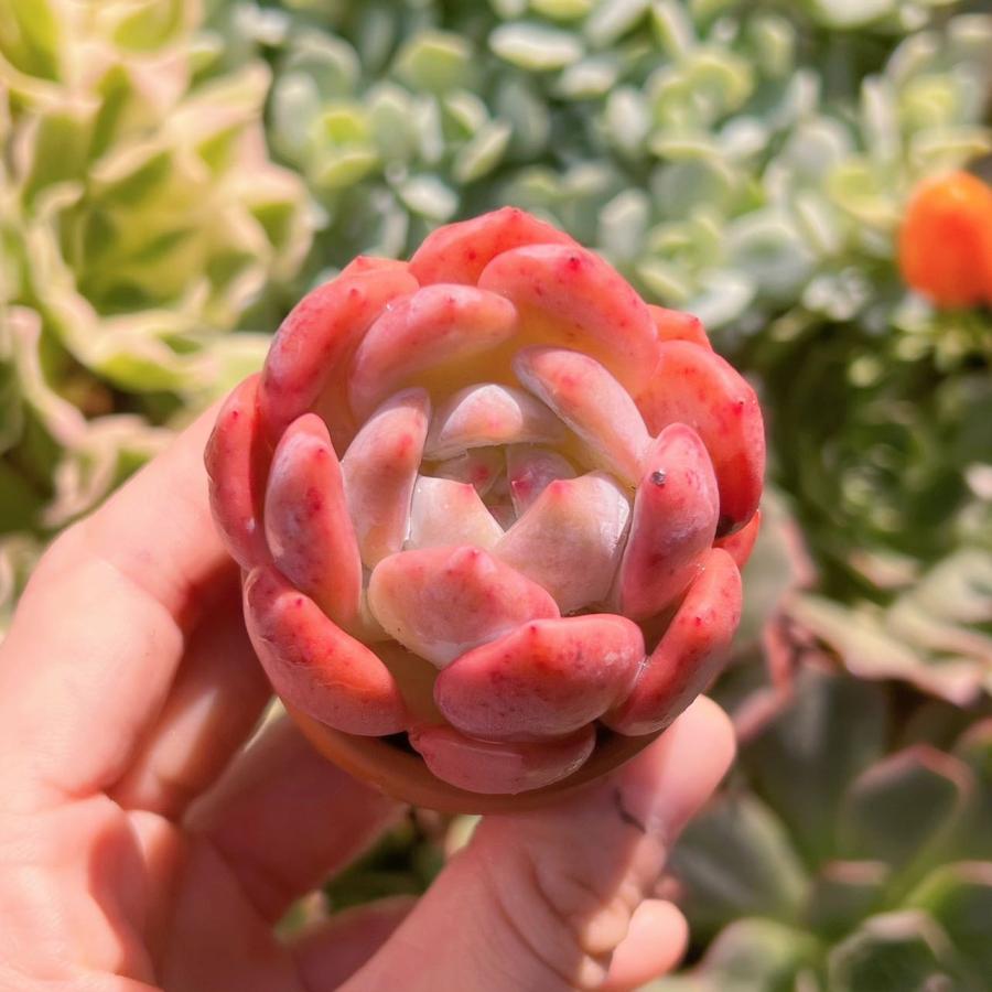 多肉植物 スノーアンジュ 新入荷 るる農園 : るる農園 - 通販