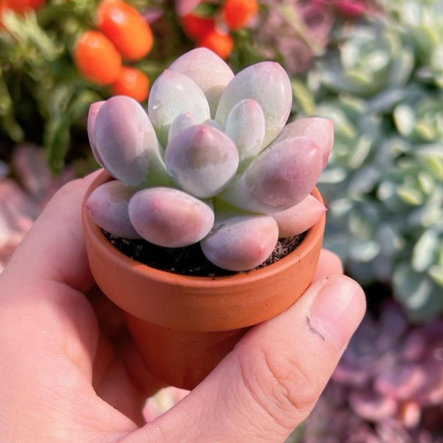 多肉植物 たまちゃ•*¨*•.¸¸♬ 多肉植物 タマゴチーズsp 新入荷 るる農園 : るる農園 - 通販 - Yahoo