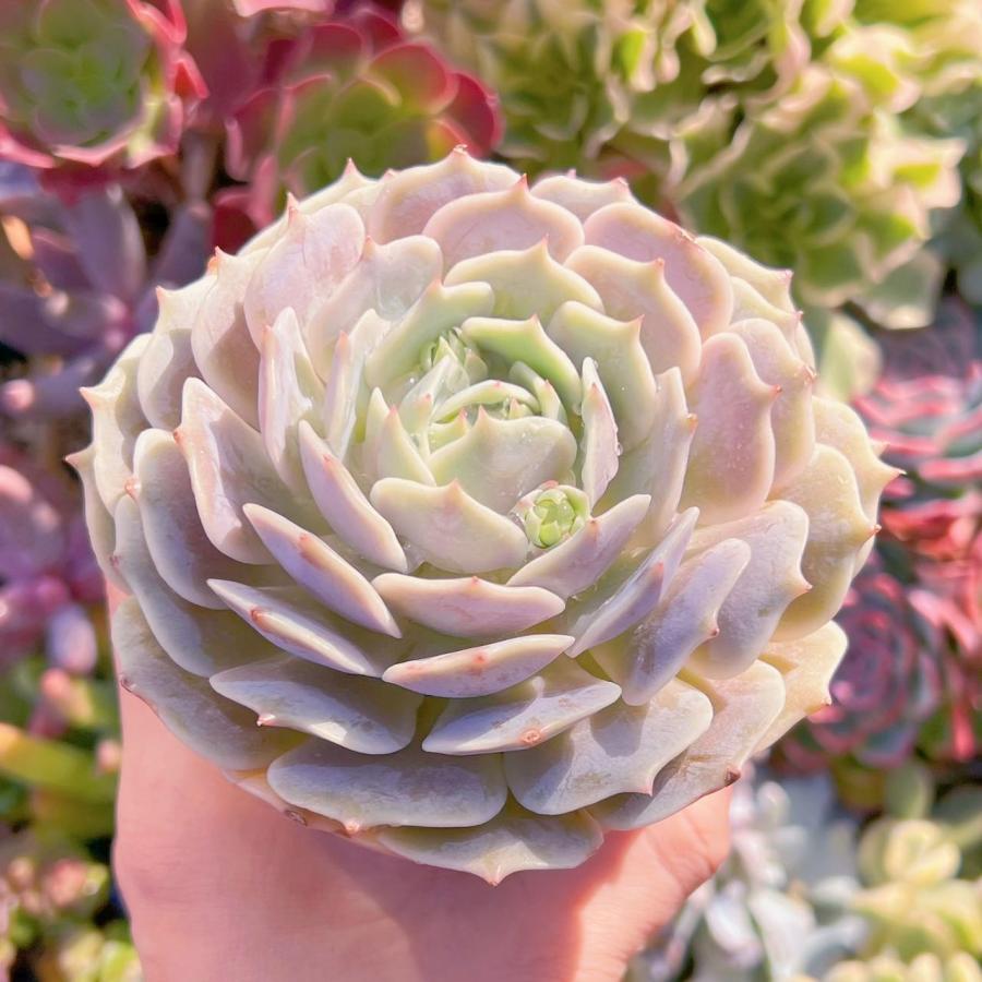 多肉植物 ローラ(1頭) 新入荷 大苗 るる農園 : るる農園 - 通販