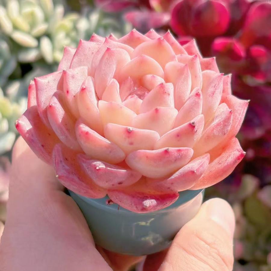 多肉植物 ヒアリナxラウイ 新入荷 るる農園 : るる農園 - 通販