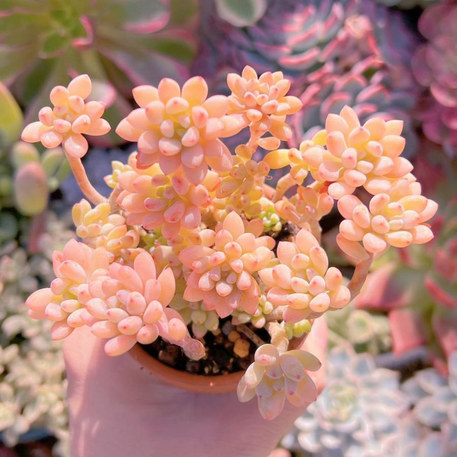 多肉植物 ブルービーン錦 群生 新入荷 るる農園 : るる農園 - 通販