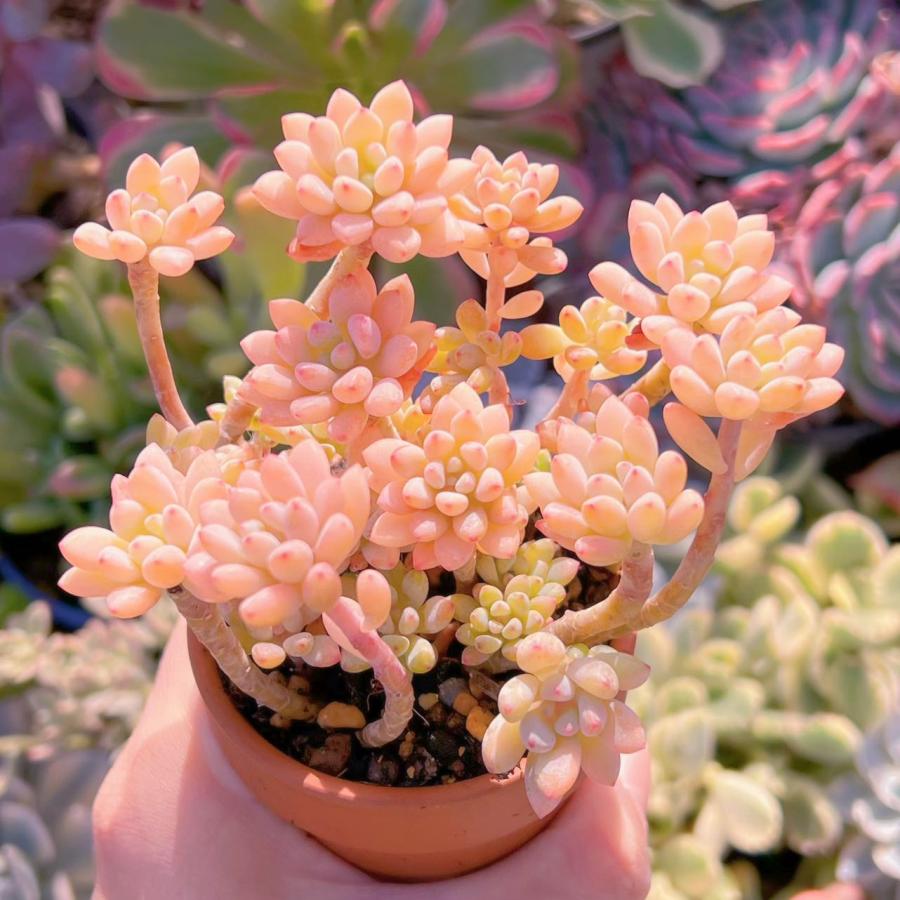 多肉植物 ブルービーン錦 群生 新入荷 るる農園 : るる農園 - 通販