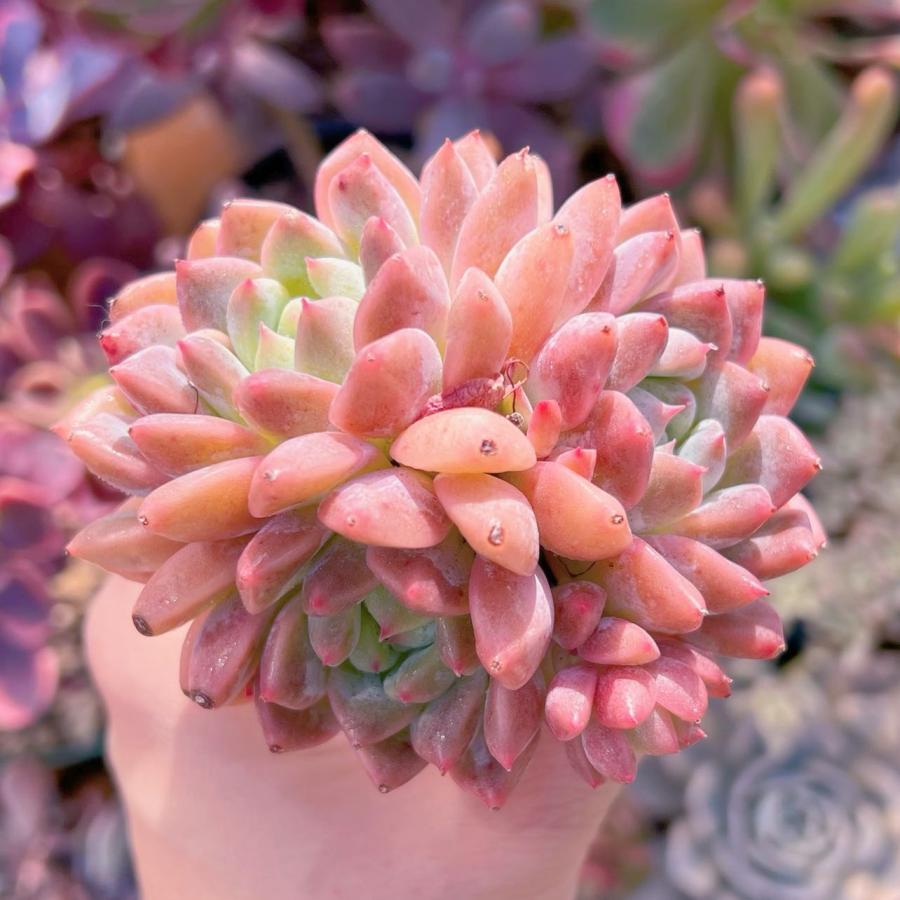 多肉植物 プロリフェラxラウル 3〜4頭群生 新入荷 るる農園 : るる農園