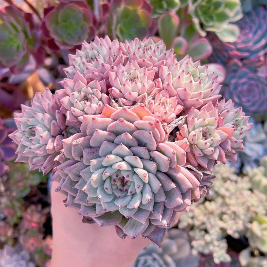 多肉植物 ザラゴーサ 特大群生 新入荷 : るる農園 - 通販 - Yahoo
