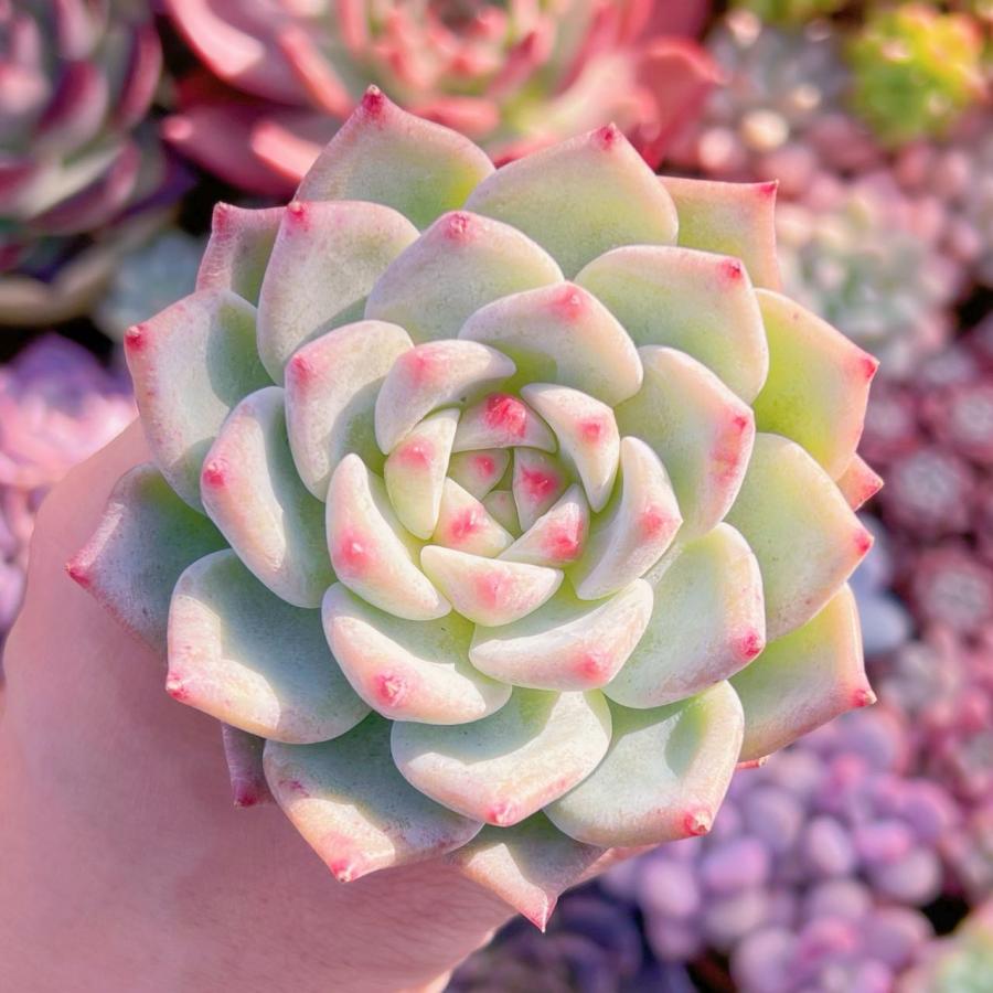 多肉植物 ホワイトラタム 大苗 新入荷 : るる農園 - 通販 - Yahoo