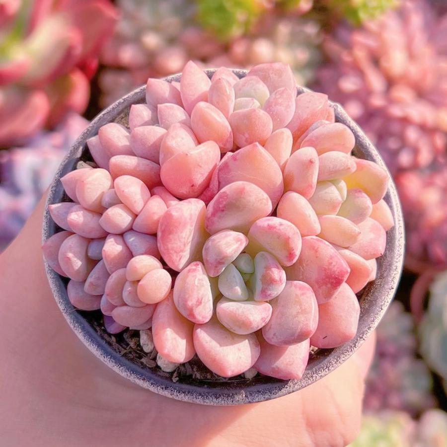 多肉植物 白鷺(5頭から) 新入荷 : るる農園 - 通販 - Yahoo