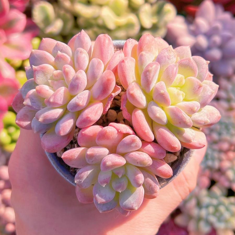 多肉植物 ピンクジェニー群生 新入荷 るる農園 : るる農園 - 通販