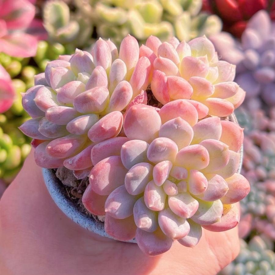 多肉植物 ピンクジェニー群生 新入荷 るる農園 : るる農園 - 通販