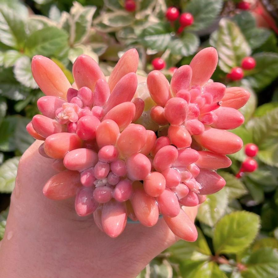 多肉植物 紫星美人 群生 新入荷 るる農園 : るる農園 - 通販 - Yahoo