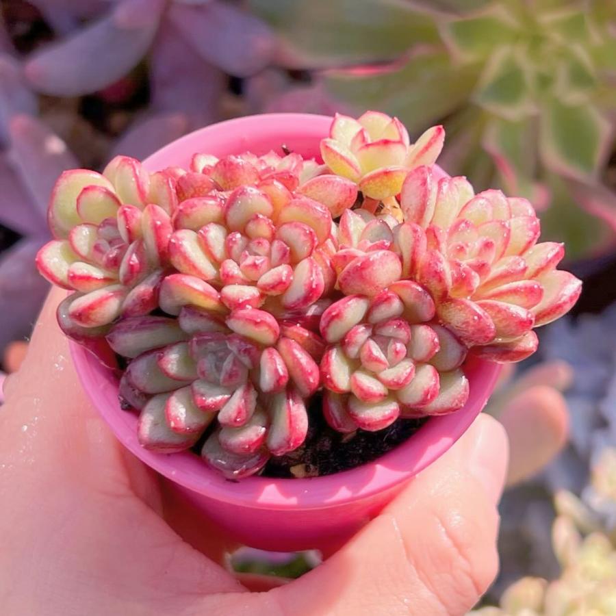 多肉植物 Adam 群生 新入荷 るる農園 : るる農園 - 通販 - Yahoo