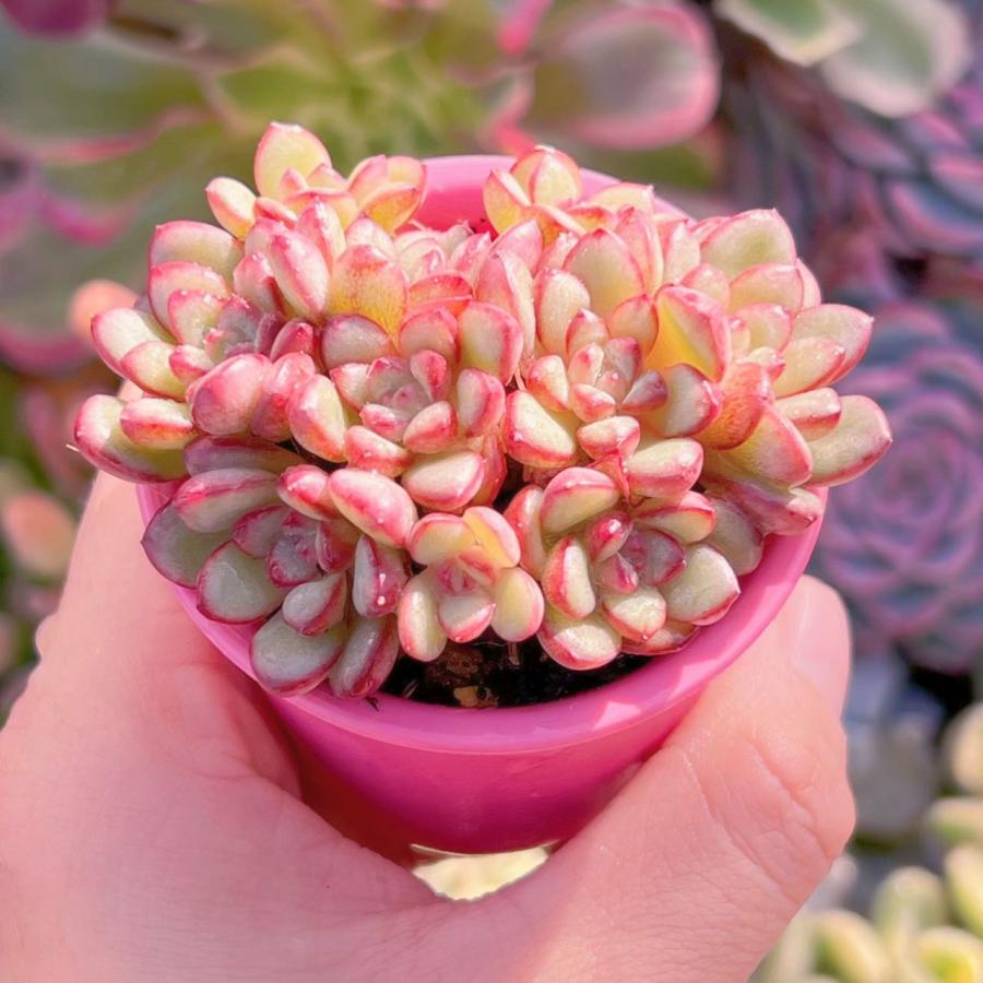 多肉植物 Adam 群生 新入荷 るる農園 : るる農園 - 通販 - Yahoo