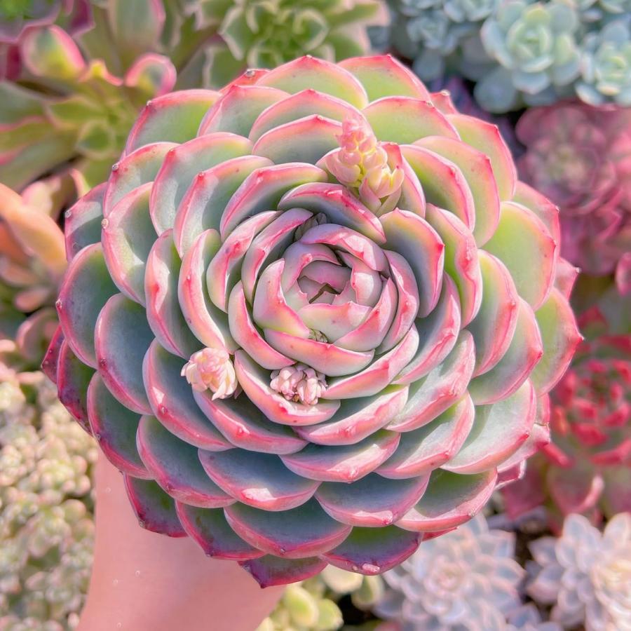 多肉植物 シルエット 12cm特大苗 新入荷 るる農園 : るる農園 多肉植物 シルエット 12cm特大苗 新入荷 るる農園 : るる農園