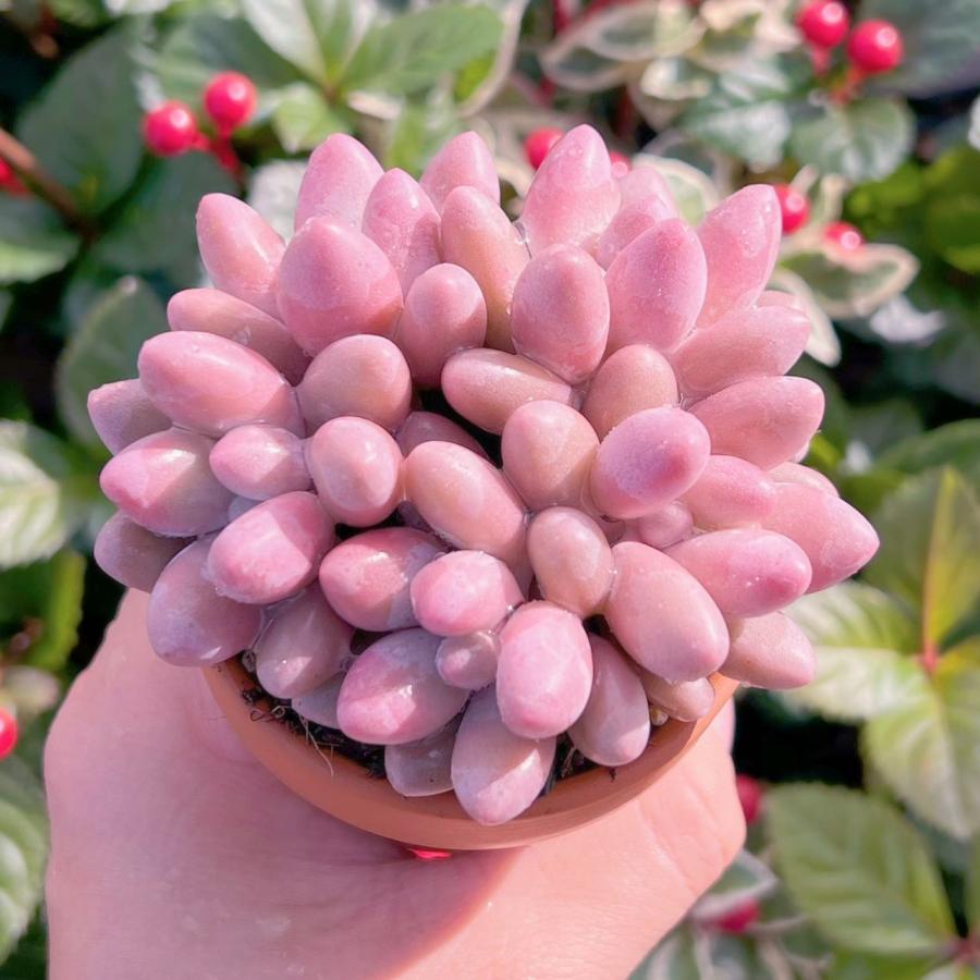 多肉植物 ビューティーフィンガー 群生 新入荷 るる農園 : るる農園