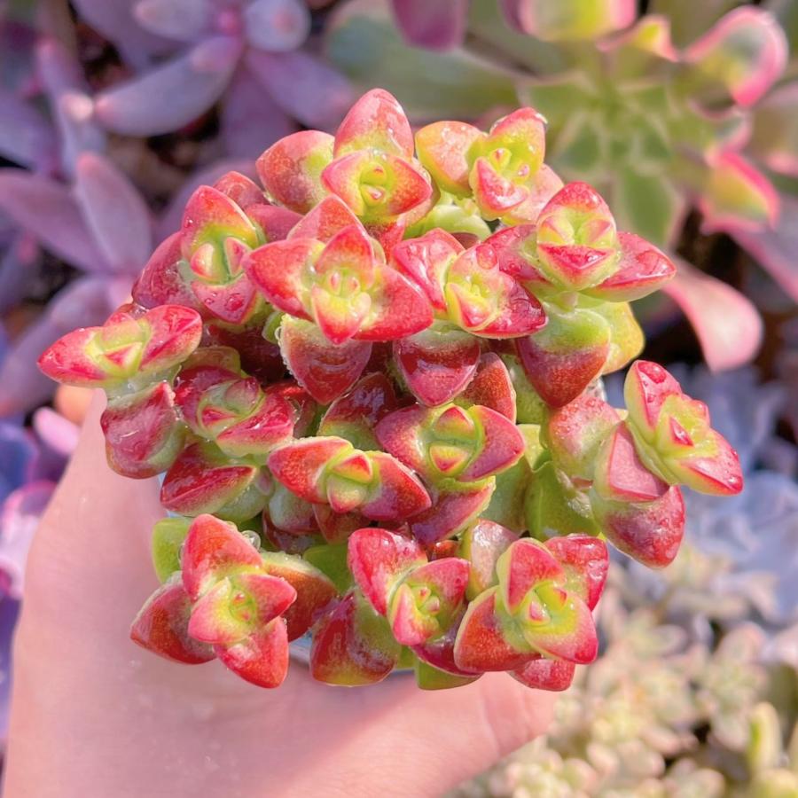 多肉植物 ラブハート(赤) 10〜12頭 新入荷 るる農園 : るる農園 - 通販