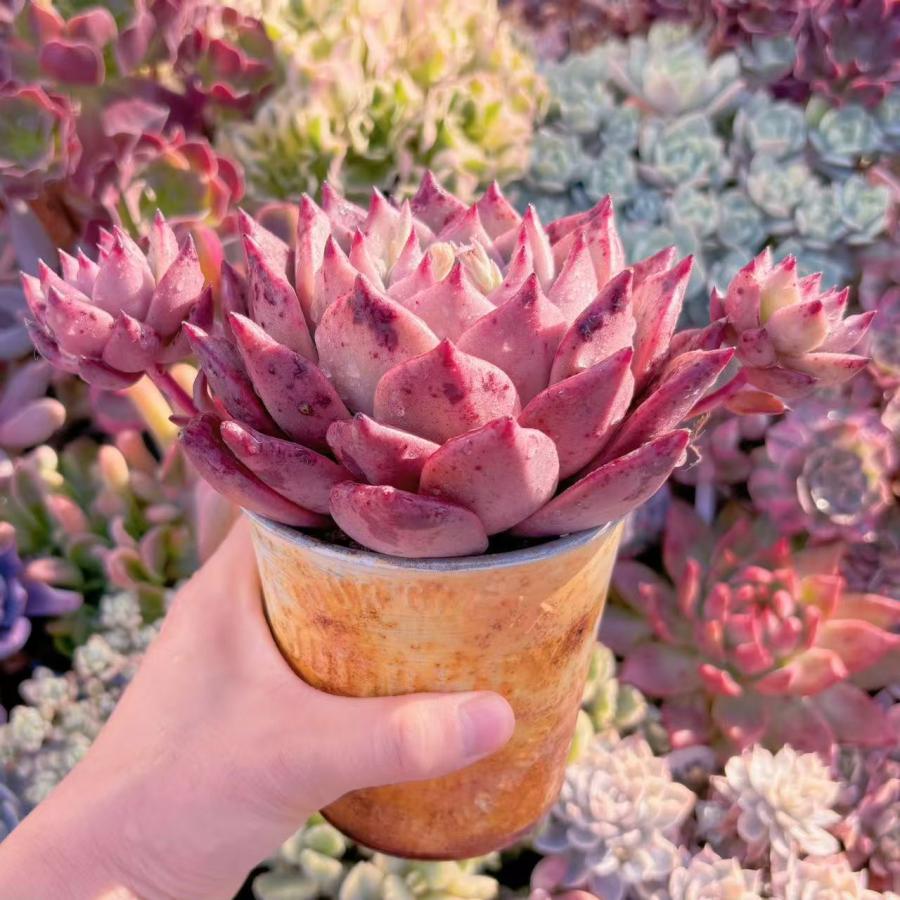 多肉植物 ロメオxマリア 特大苗 新入荷 るる農園 : るる農園 多肉植物 ロメオxマリア 特大苗 新入荷 るる農園 : るる農園