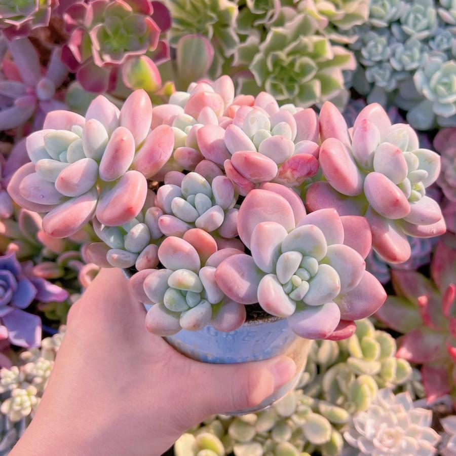 多肉植物　Clara群生 多肉植物 マカロン 特大群生 新入荷 るる農園 : るる農園 - 通販