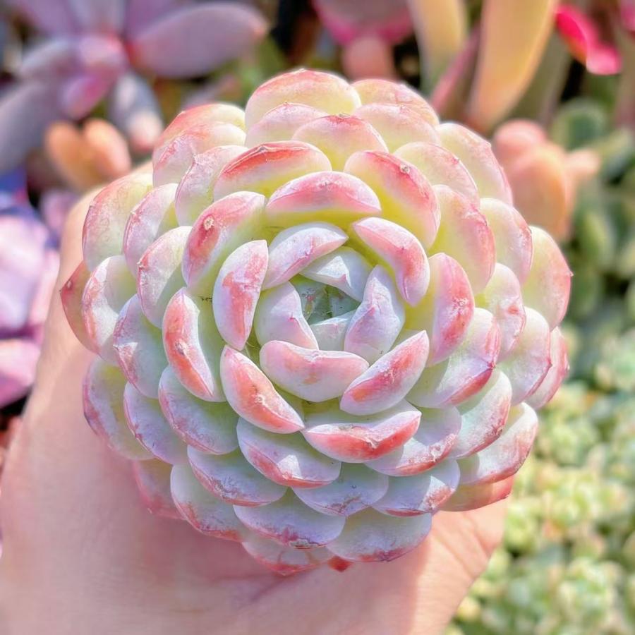 多肉植物 オレンジスノーボール 特大 抜き苗 るる農園