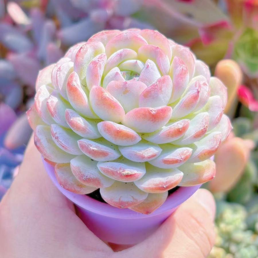 多肉植物 ホワイトスノー 新入荷 るる農園 : るる農園 - 通販 - Yahoo