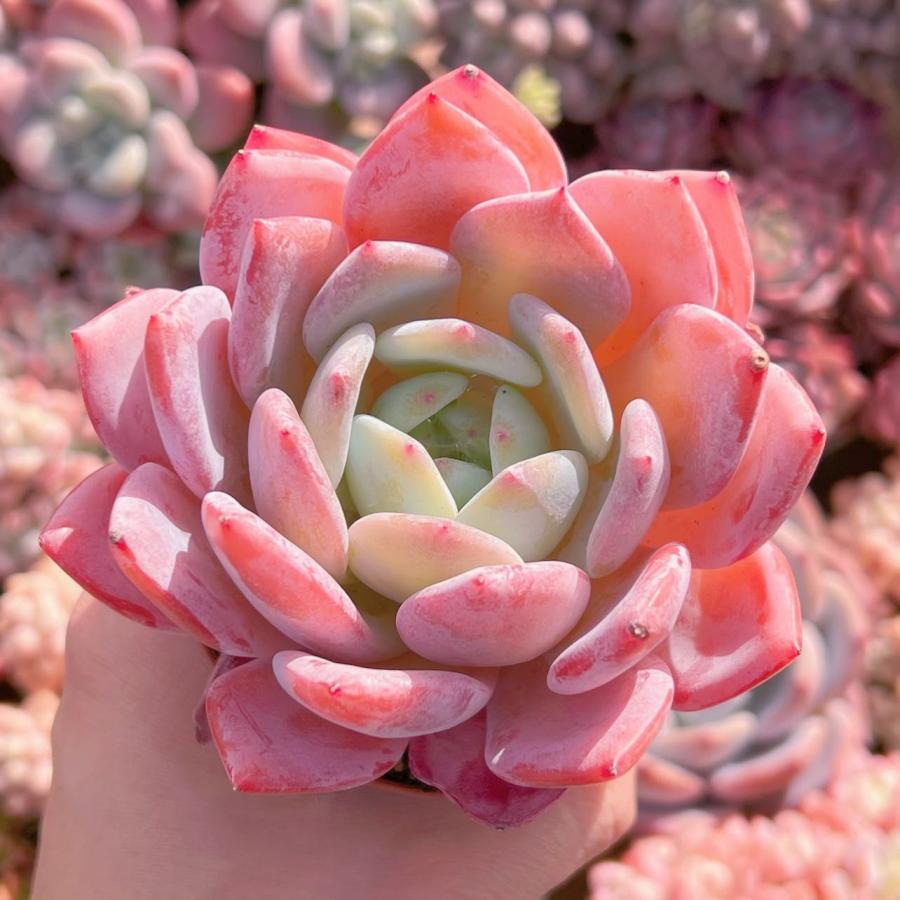 多肉植物 スウィートプリンセス 新入荷 るる農園 : るる農園 - 通販