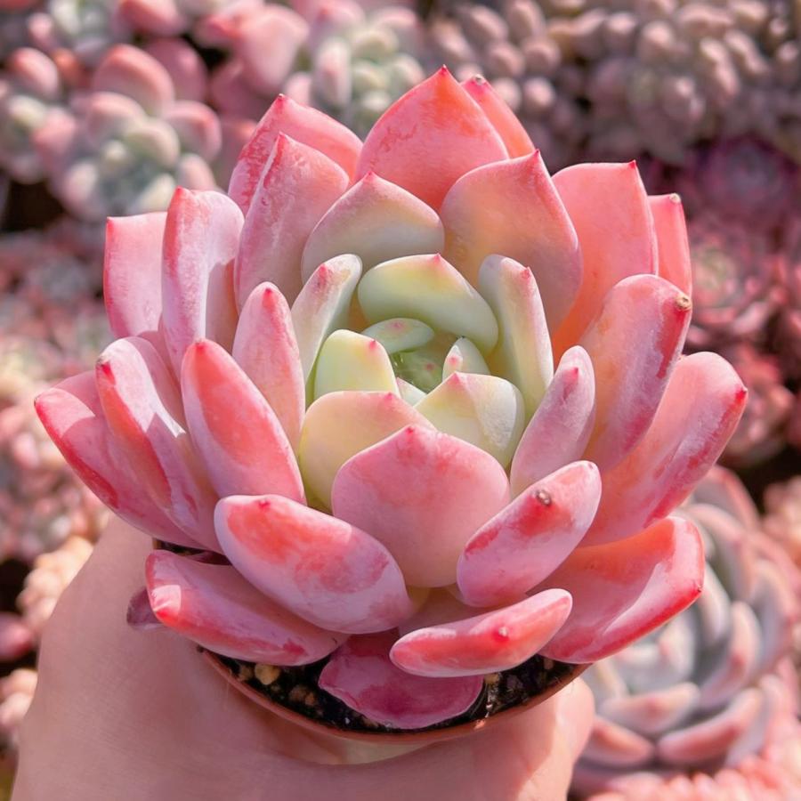 多肉植物 スウィートプリンセス 新入荷 るる農園 : るる農園 - 通販