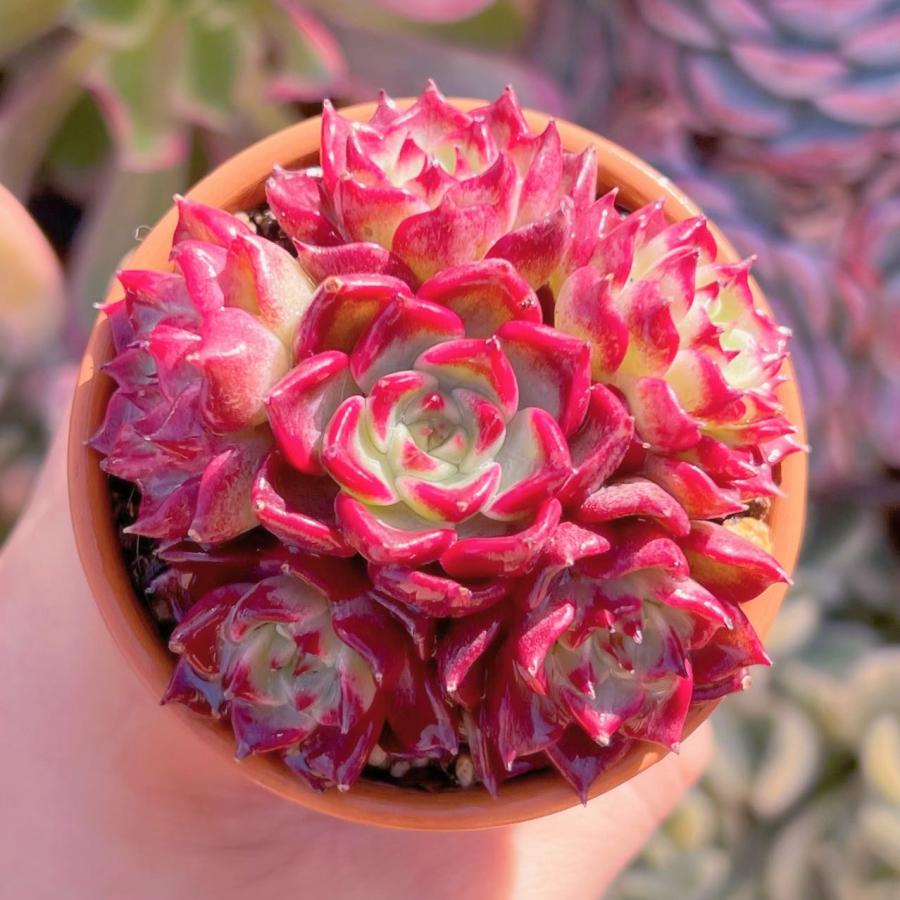 多肉植物 黒夜 6頭 新入荷 るる農園 : るる農園 - 通販 - Yahoo