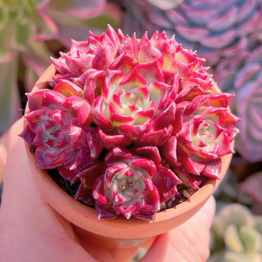 多肉植物 黒夜 6頭 新入荷 るる農園 : るる農園 - 通販 - Yahoo