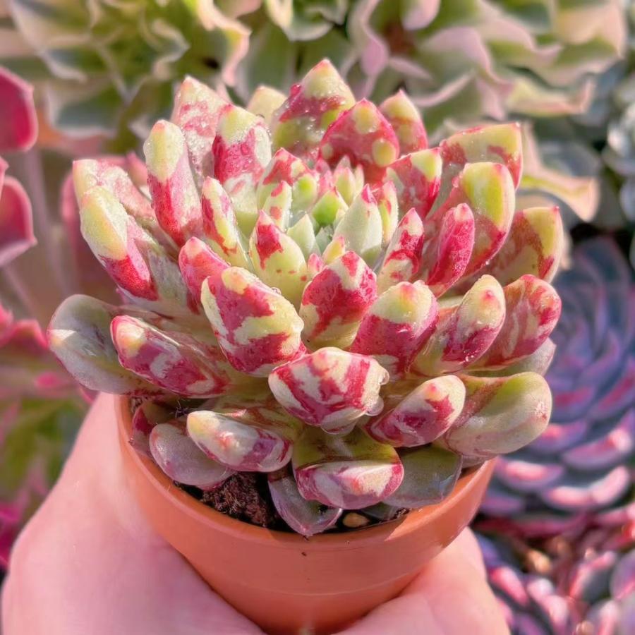 多肉植物 ブラッドスワロー 新入荷 るる農園 : るる農園 - 通販