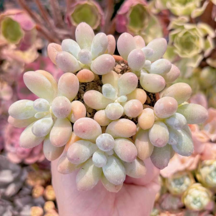 多肉植物 湯園チーズ 6頭 新入荷 るる農園 : るる農園 - 通販 - Yahoo