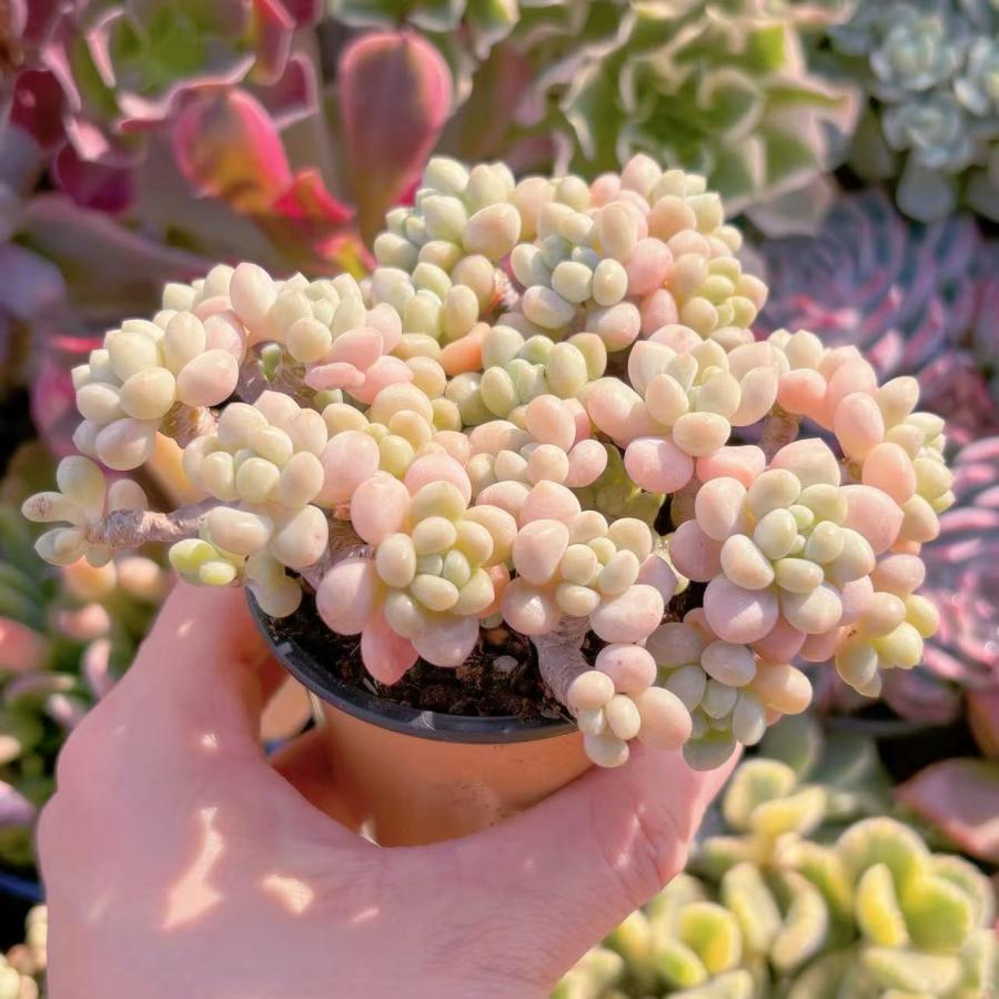多肉植物 ロココ 群生 新入荷 るる農園 : るる農園 - 通販 - Yahoo 