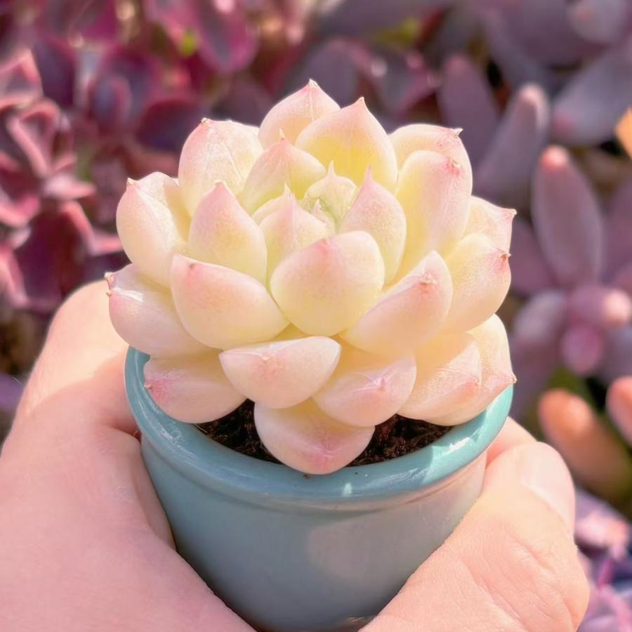 多肉植物 氷川 新入荷 るる農園 : るる農園 - 通販 - Yahoo!ショッピング