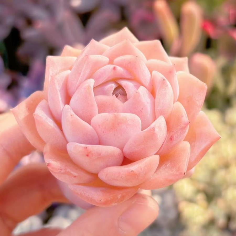 多肉植物 ピンクサクラ 新入荷 るる農園 : るる農園 - 通販 - Yahoo