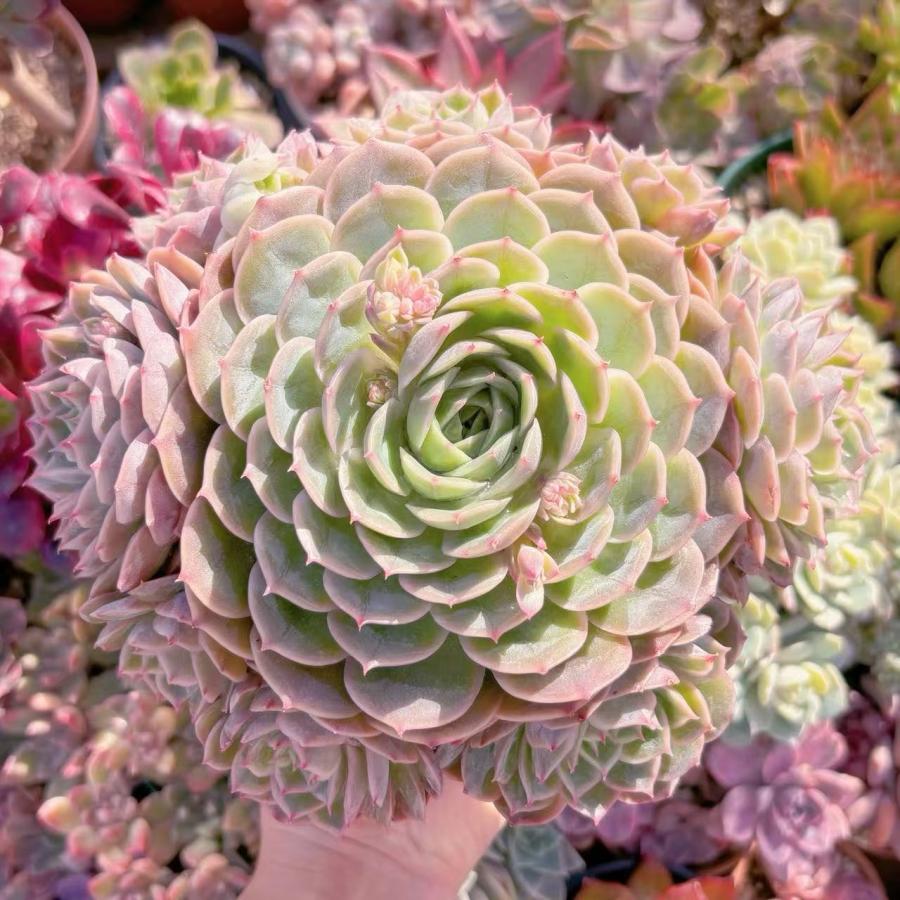 多肉植物　オンスロー錦　美苗　群生　抜き苗 多肉植物 オンスロー 特大群生24cm〜 新入荷 るる農園 : るる農園