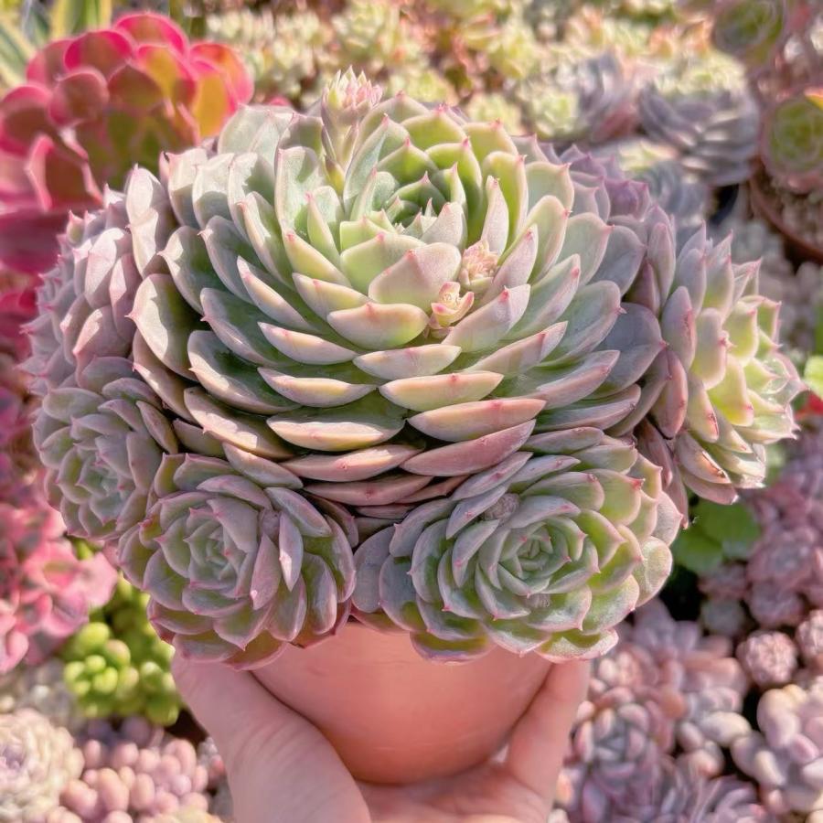 多肉植物 オンスロー 特大群生24cm〜 新入荷 るる農園 : るる農園