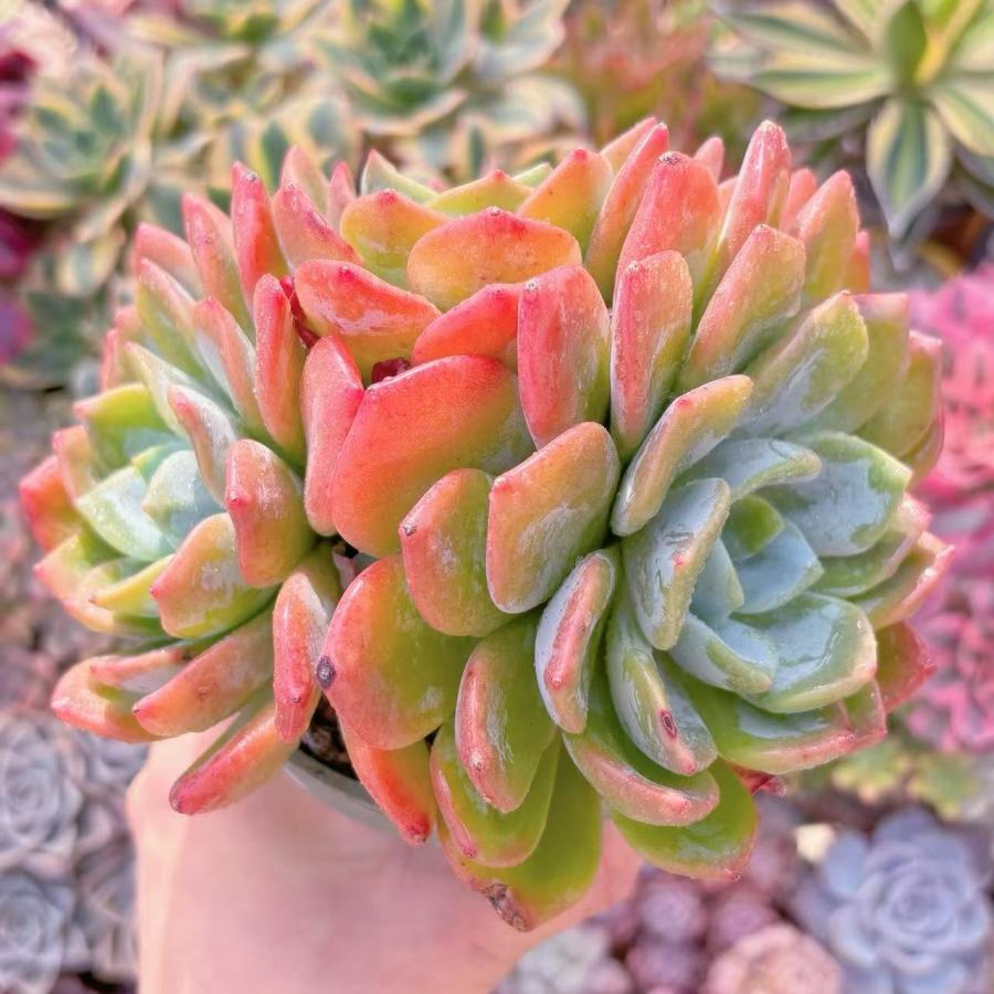 多肉植物　レア　アニー　韓国苗 多肉植物 ドリームアニー 大群生 新入荷 るる農園 : るる農園 - 通販