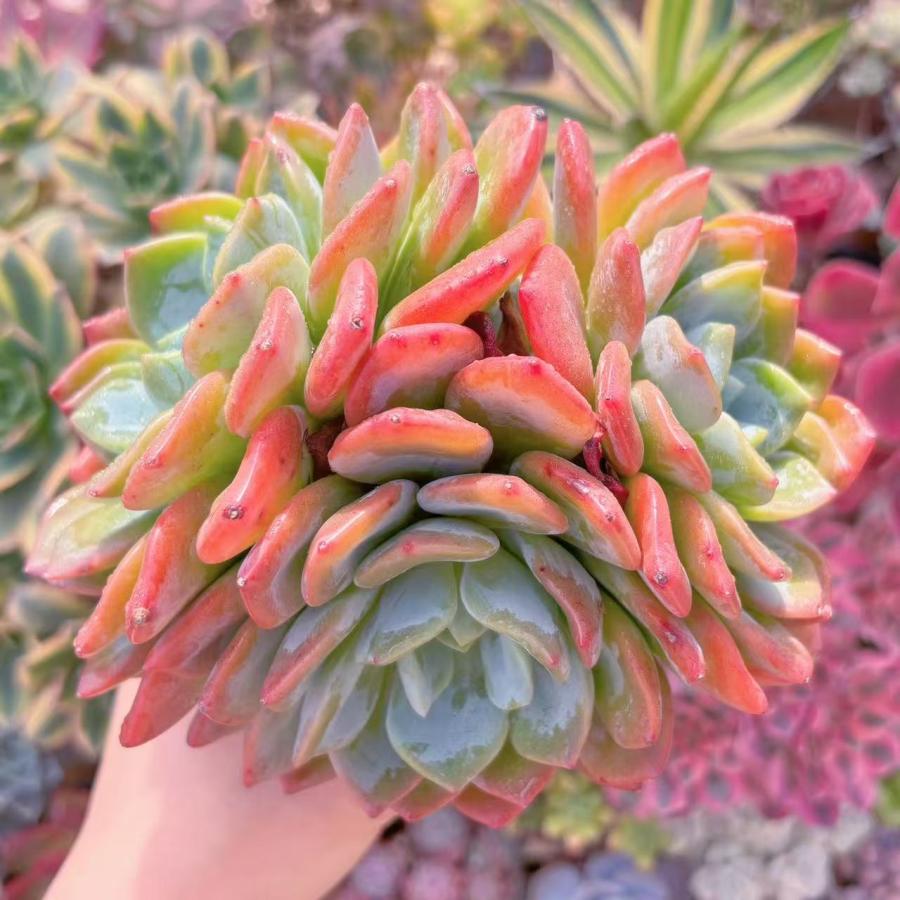 多肉植物　レア　アニー　韓国苗 多肉植物 ドリームアニー 大群生 新入荷 るる農園 : るる農園 - 通販