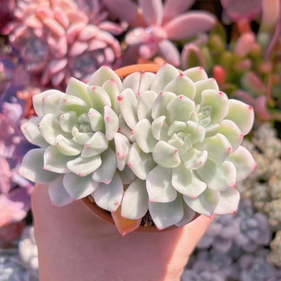 多肉植物 新品種雪の女王錦 2頭群生 新入荷 : るる農園 - 通販 多肉植物 新品種雪の女王錦 2頭群生 新入荷 : るる農園 - 通販