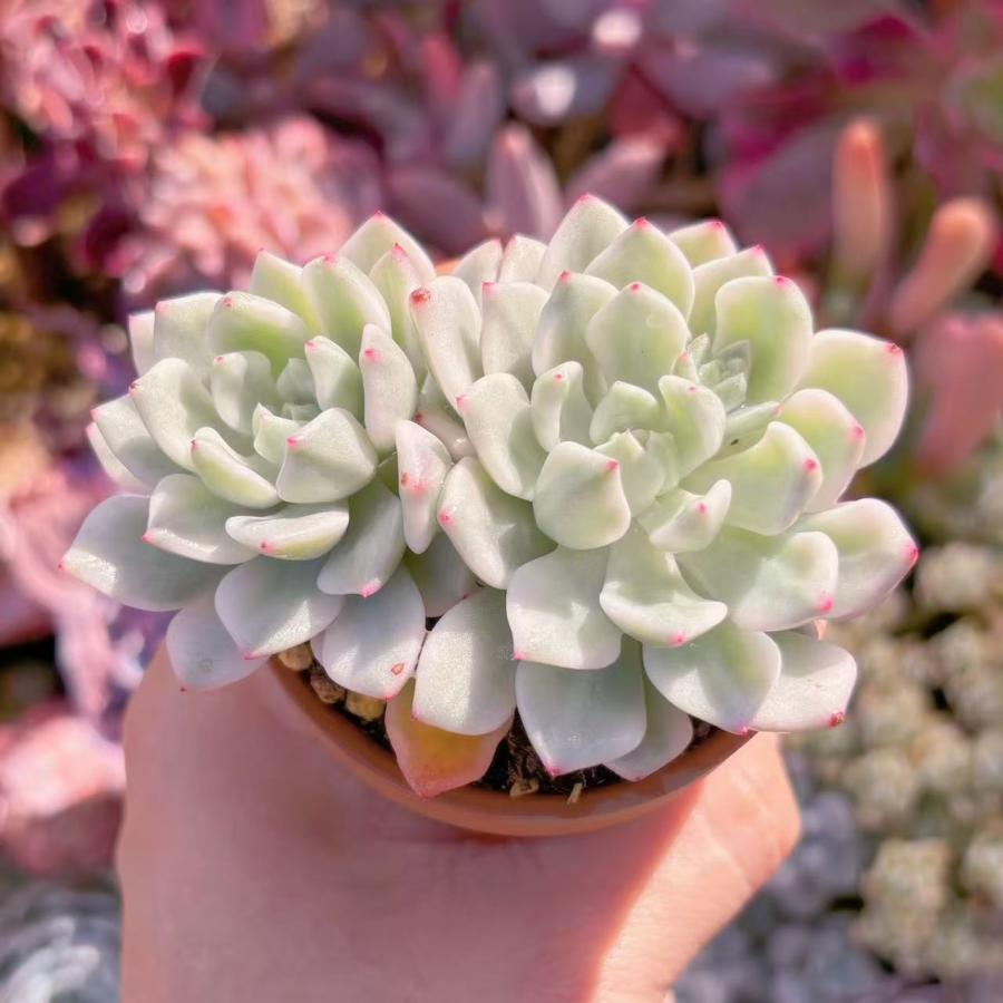 多肉植物 新品種雪の女王錦 2頭群生 新入荷 : るる農園 - 通販 多肉植物 新品種雪の女王錦 2頭群生 新入荷 : るる農園 - 通販
