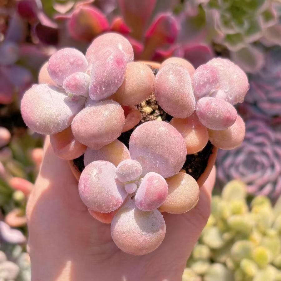 多肉植物 膵臓のたまご 群生 新入荷 るる農園 : るる農園 - 通販