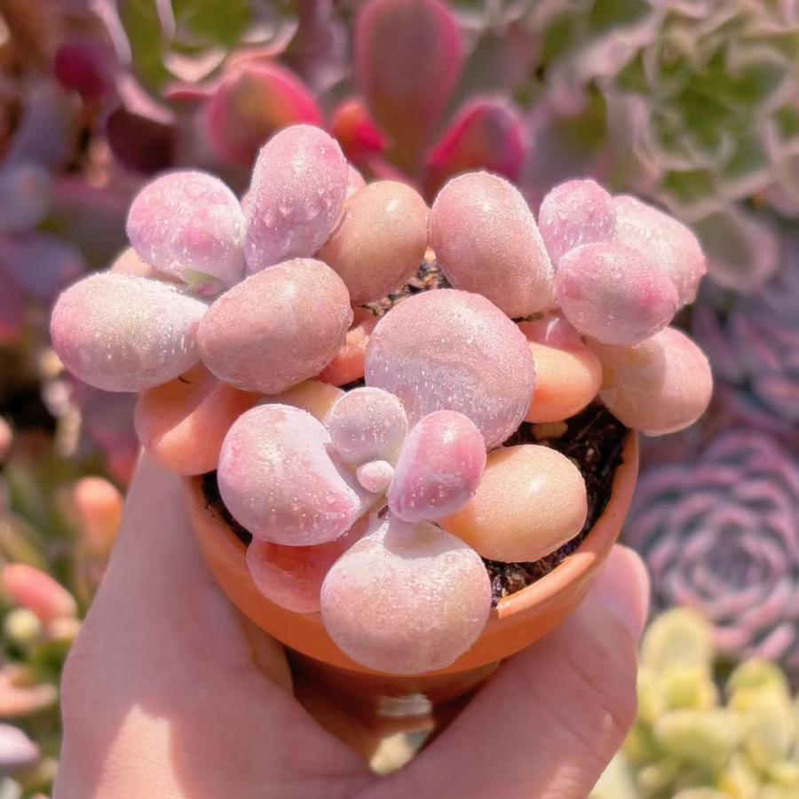 多肉植物 膵臓のたまご 群生 新入荷 るる農園 : るる農園 - 通販