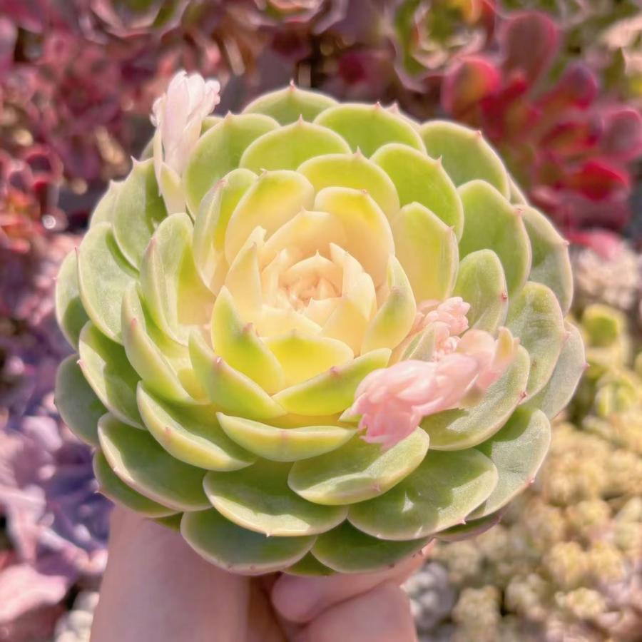 オンスロー錦 多肉植物 【公式通販】