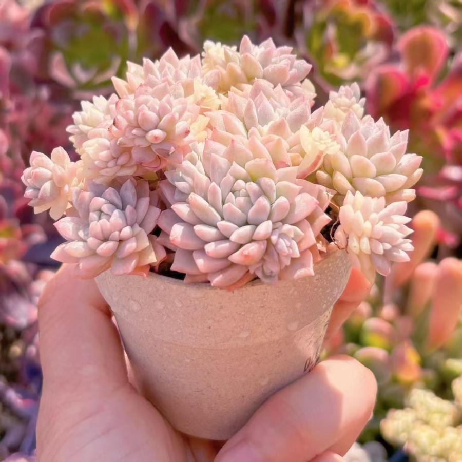 多肉植物 プロリフィカ錦 新入荷 るる農園 : るる農園 - 通販