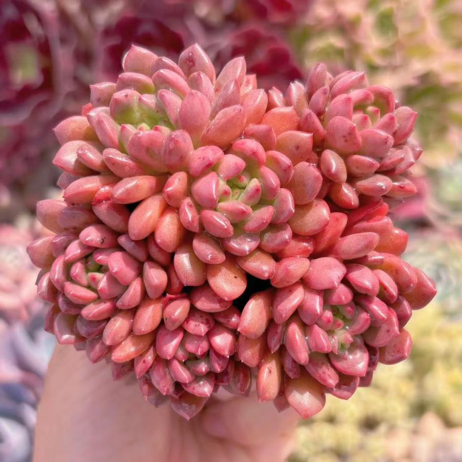 多肉植物 ピンクルルビー 群生 新入荷 るる農園 : るる農園 - 通販