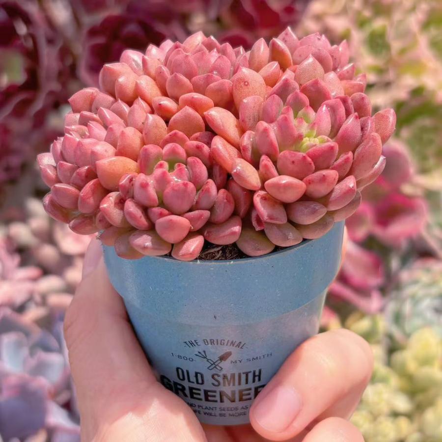 多肉植物 ピンクルルビー 群生 新入荷 るる農園 : るる農園 - 通販