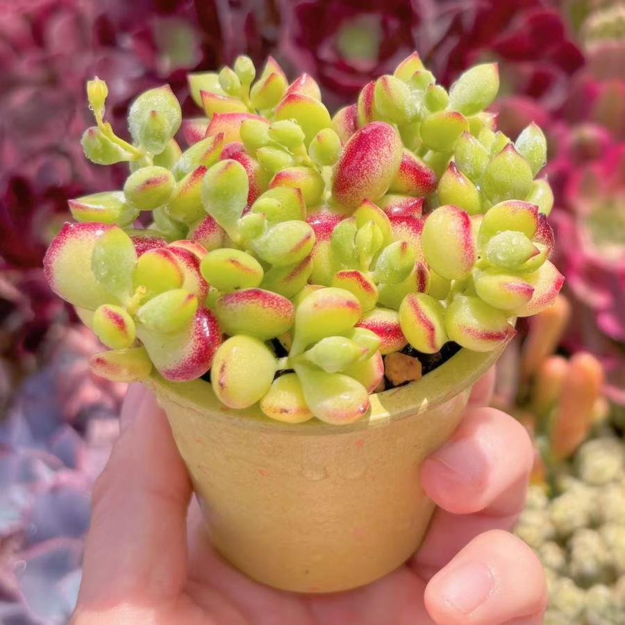 多肉植物 コチレドン・ペンデンス(10頭) 新入荷 るる農園 : るる農園 