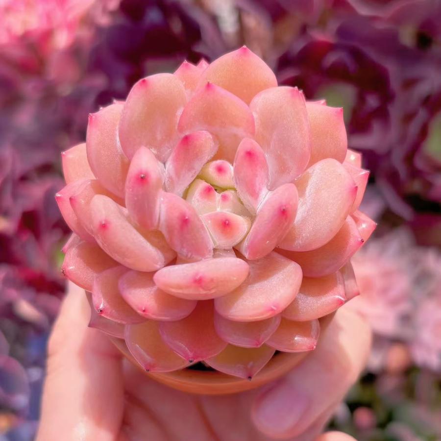 多肉植物 玉芙蓉 新入荷 るる農園 : るる農園 - 通販 - Yahoo!ショッピング