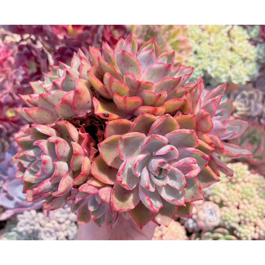 多肉植物 ヘラ 特大群生 新入荷 るる農園 : るる農園 - 通販 - Yahoo