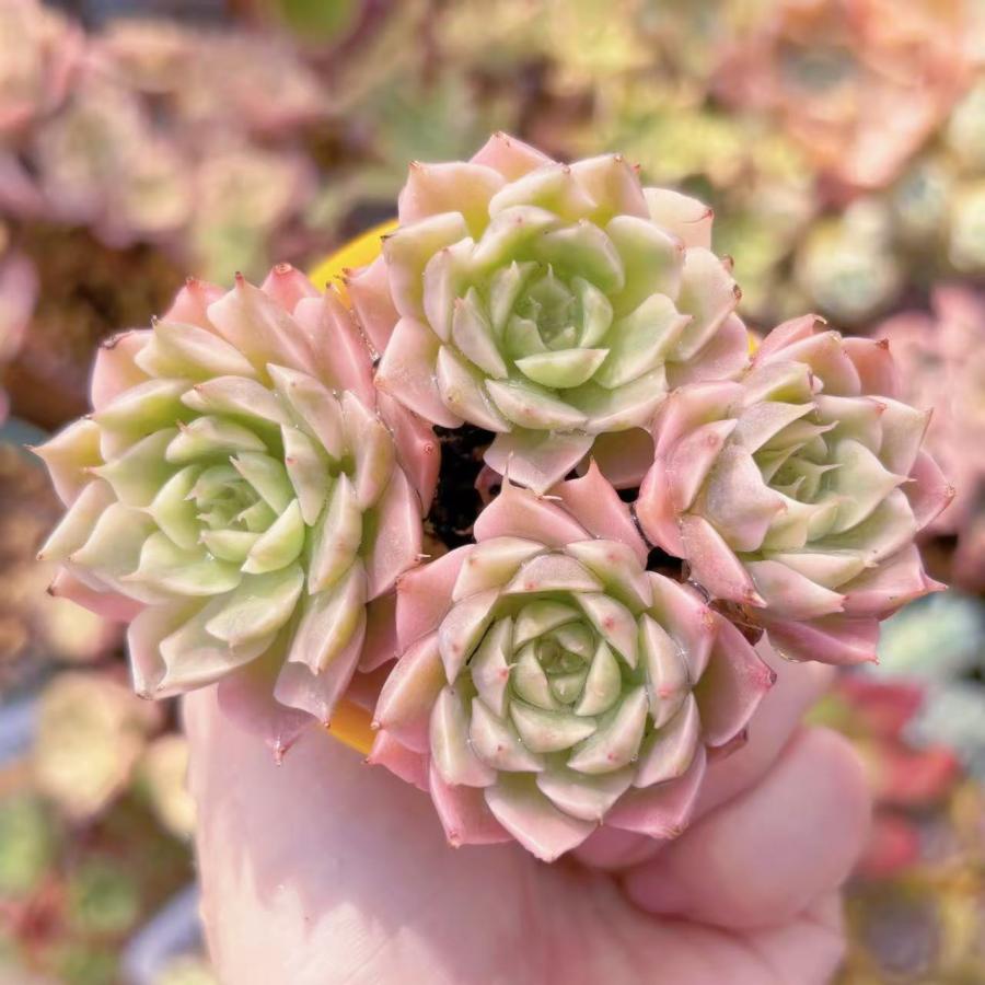 多肉植物 マーガレット錦 群生 新入荷 るる農園 : るる農園 - 通販