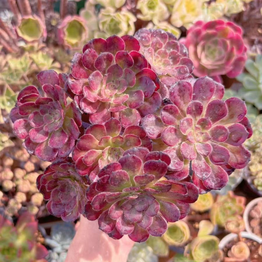 多肉植物 Aeonium ブラックチェリー 新入荷 るる農園 : るる農園