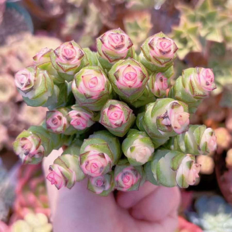 多肉植物 crassula fantasy(赤錦約18頭) 新入荷 るる農園 : るる農園