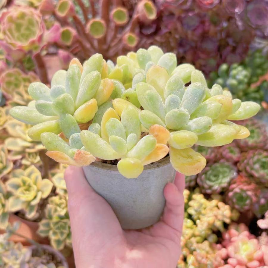 多肉植物 香玉 大群生 新入荷 るる農園 : るる農園 - 通販 - Yahoo